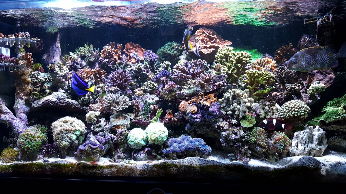Is there a rabbitfish that is least likely to pick at coral? | Reef2Reef