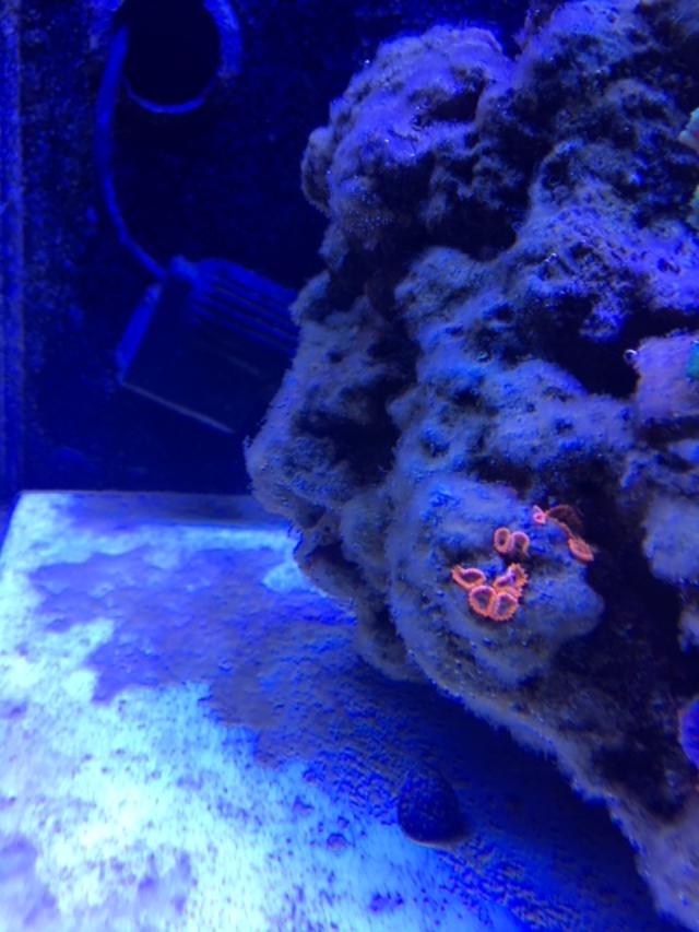 Need help identifying the brown fuzzy algae | Reef2Reef