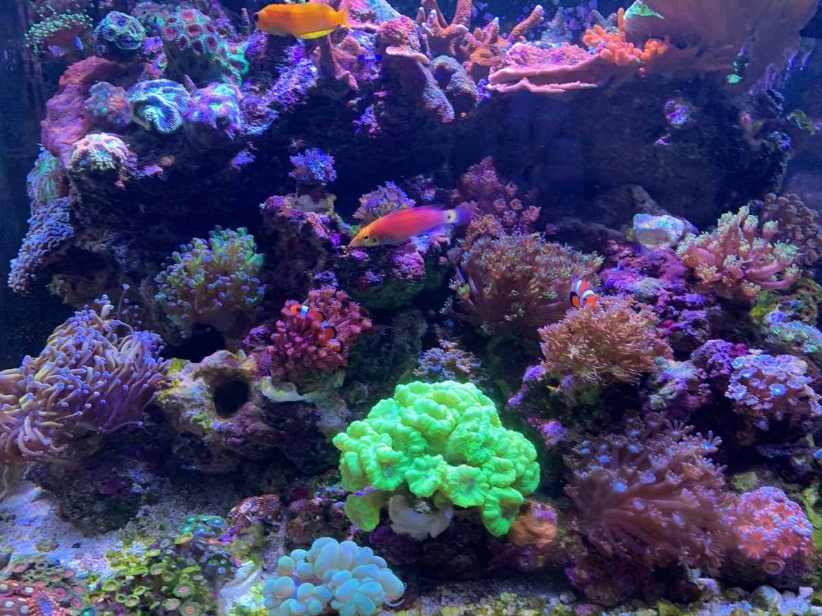 Build Thread - Hokiereef - Red Sea Reefer 3xl 900 Tank Upgrade/Build ...