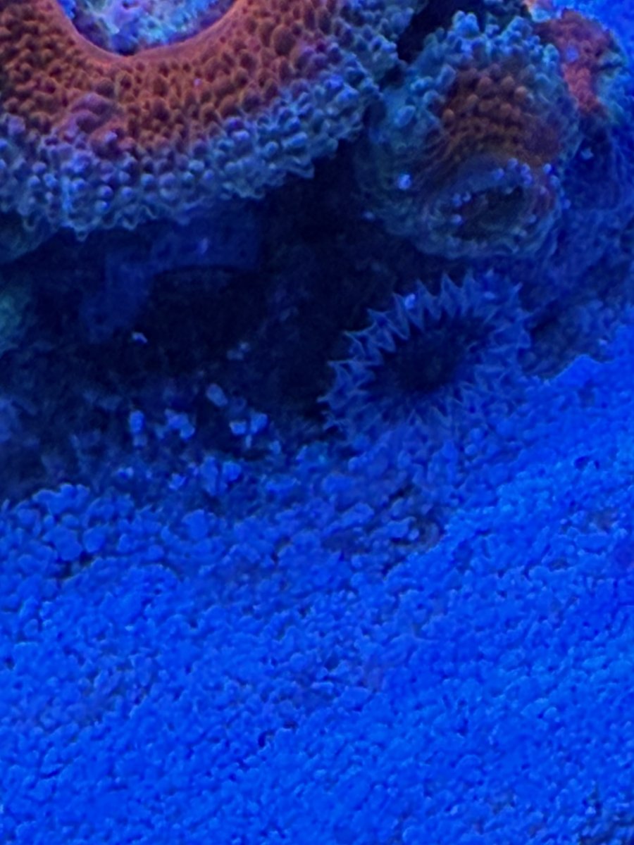 IMG_0241.jpeg