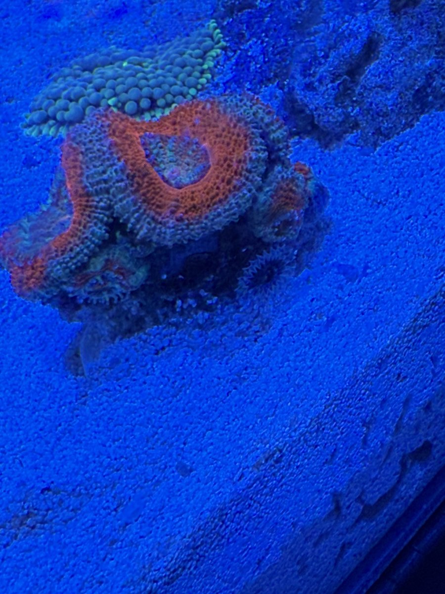 IMG_0242.jpeg