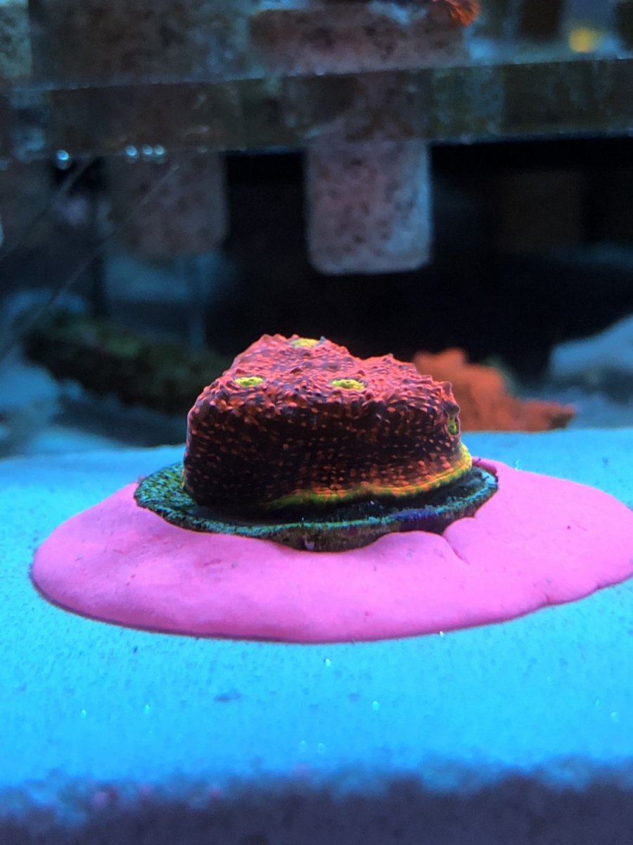IMG_0243.JPG