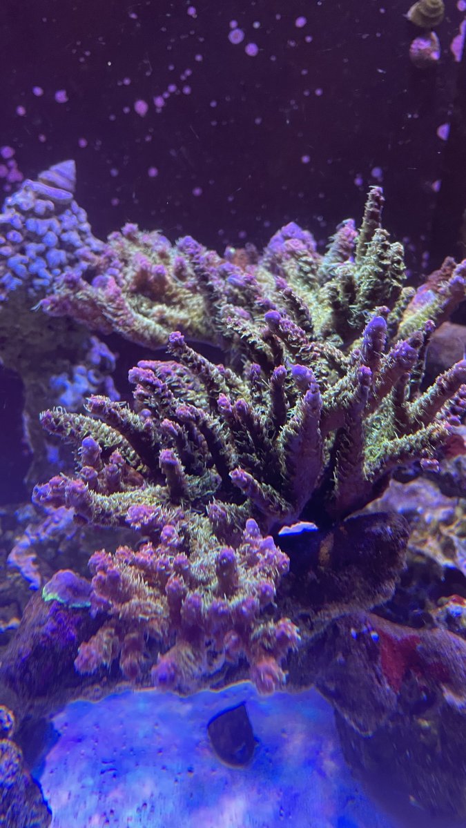 IMG_0274.jpeg