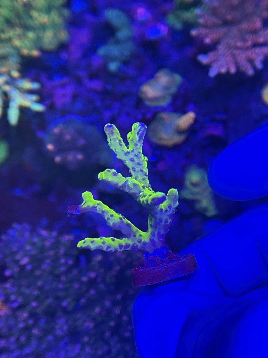 IMG_0275.jpeg