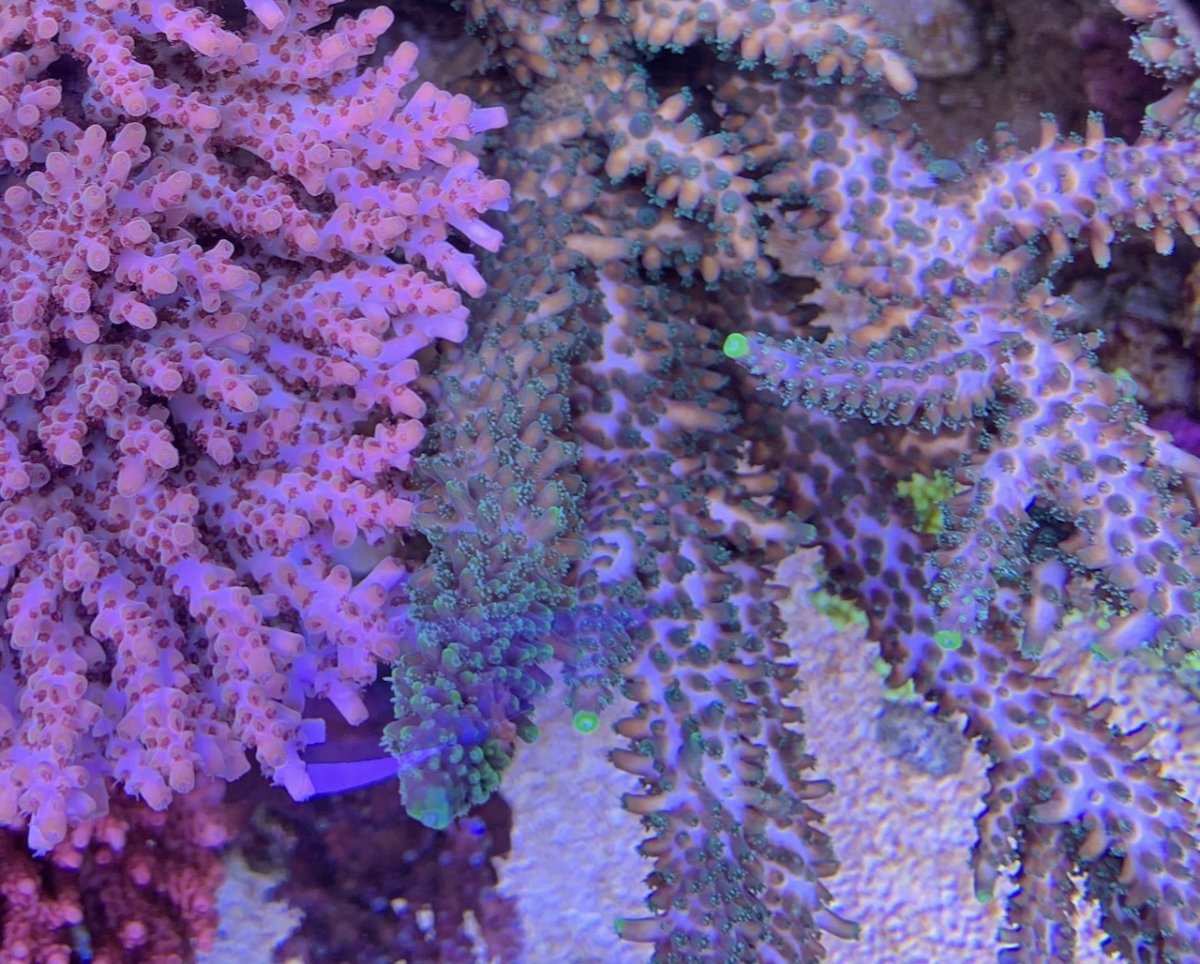 IMG_0277.jpeg
