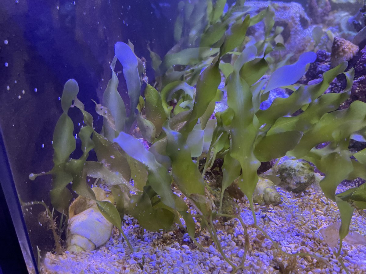Caulerpa vs chaeto ? | Page 2 | Reef2Reef