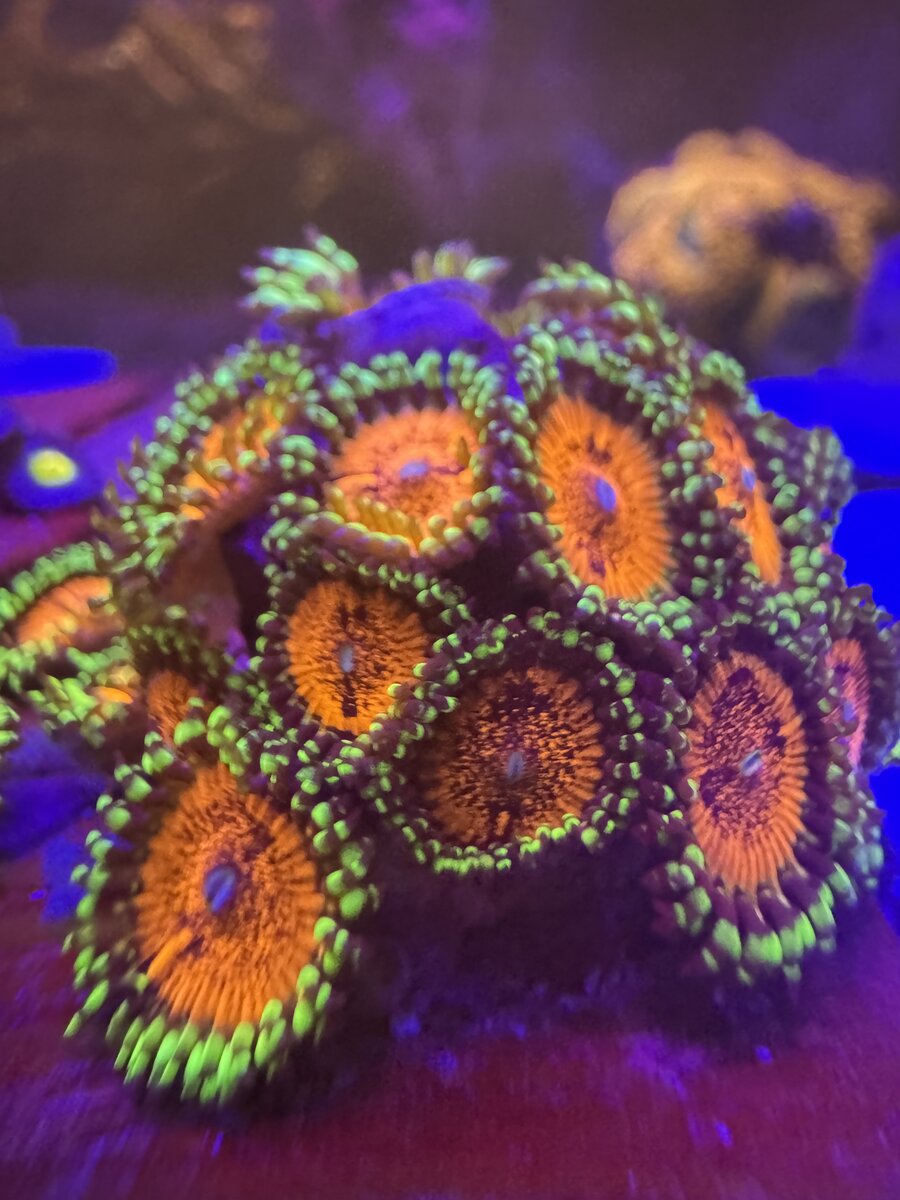 Zoa ID: green skirts with red centers, super cool! | Reef2Reef