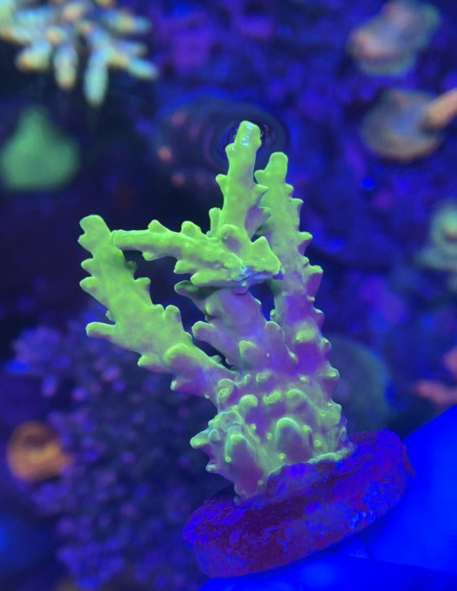 IMG_0296.jpeg