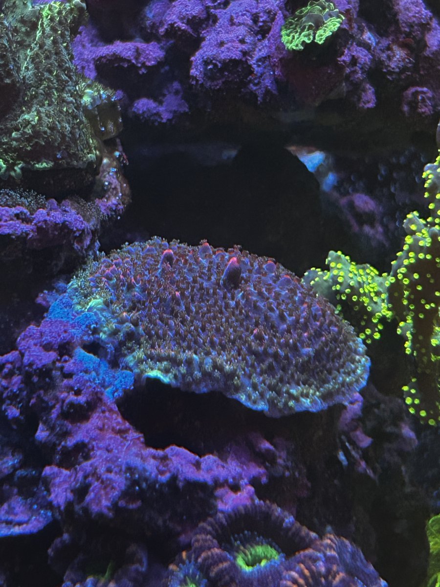IMG_0302.jpeg