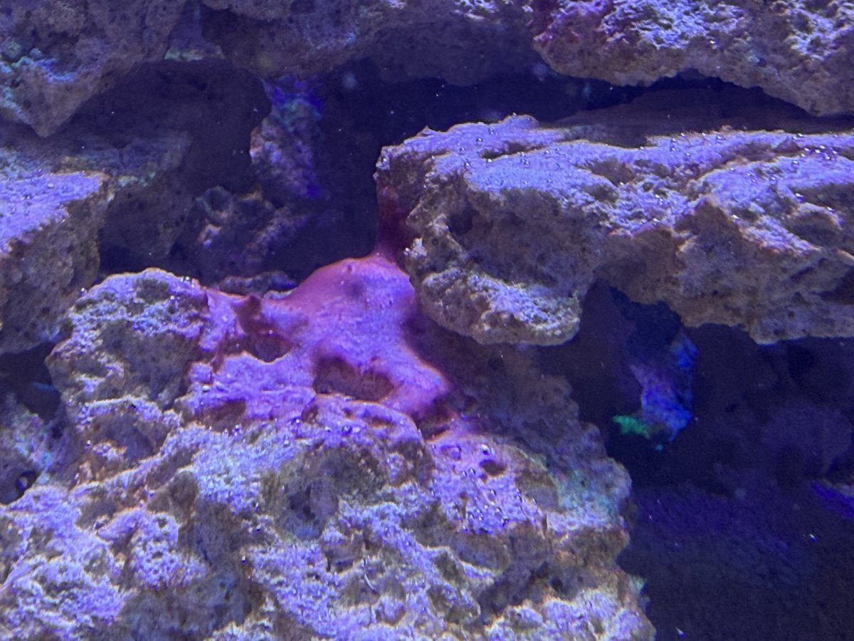 IMG_0307.jpeg