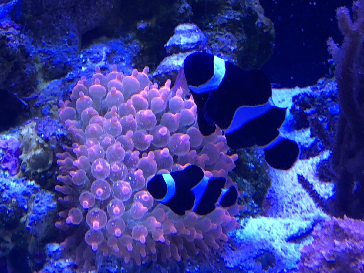 Hello - New poster and Weirdo invertebrate enthusiast | Reef2Reef