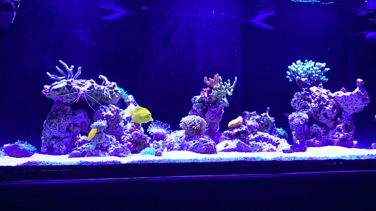 Build Thread Joshua s Tiki Tank 100 Gallon Semi Shallow