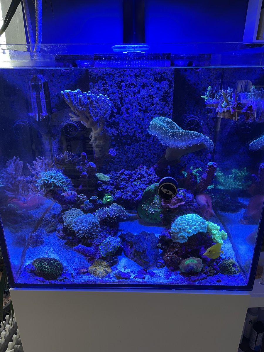 Build Thread - Brian’s couple of tanks | Page 3 | Reef2Reef