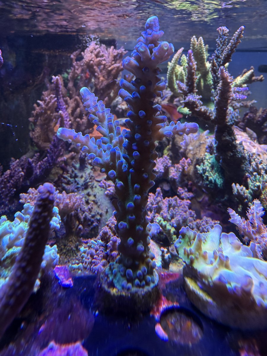 IMG_0326.jpeg