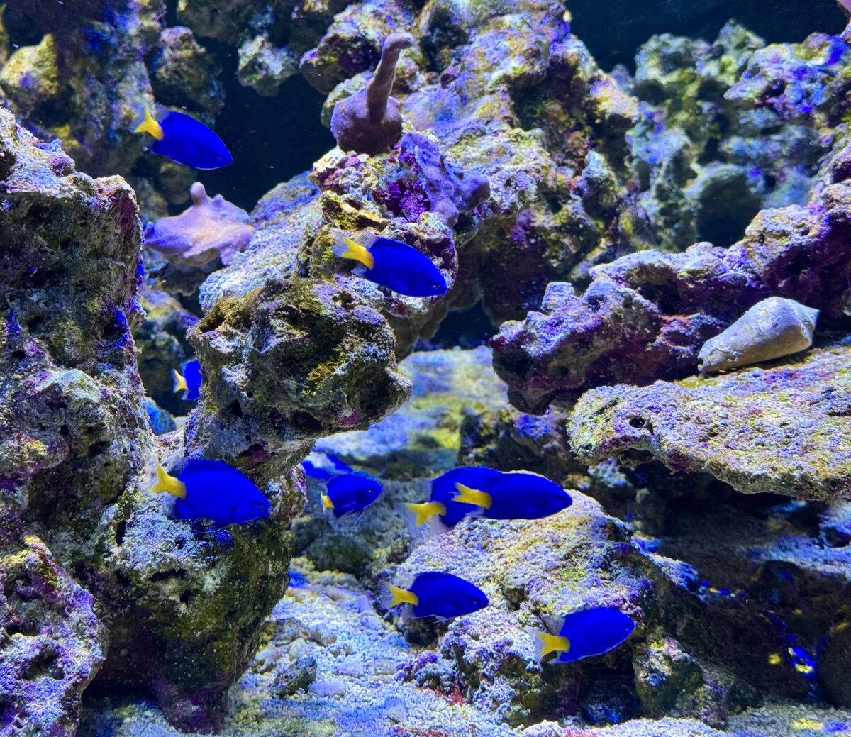 Build Thread - 270 Gallon 
