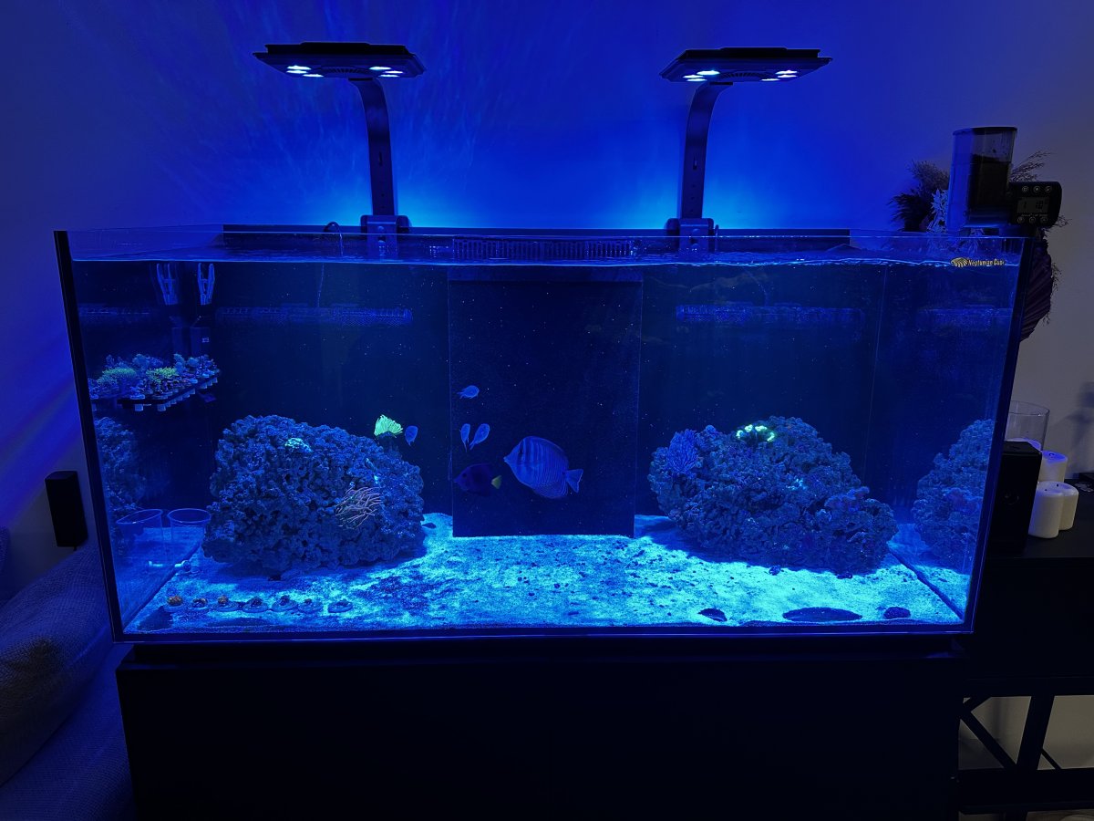Redo rock work | Reef2Reef