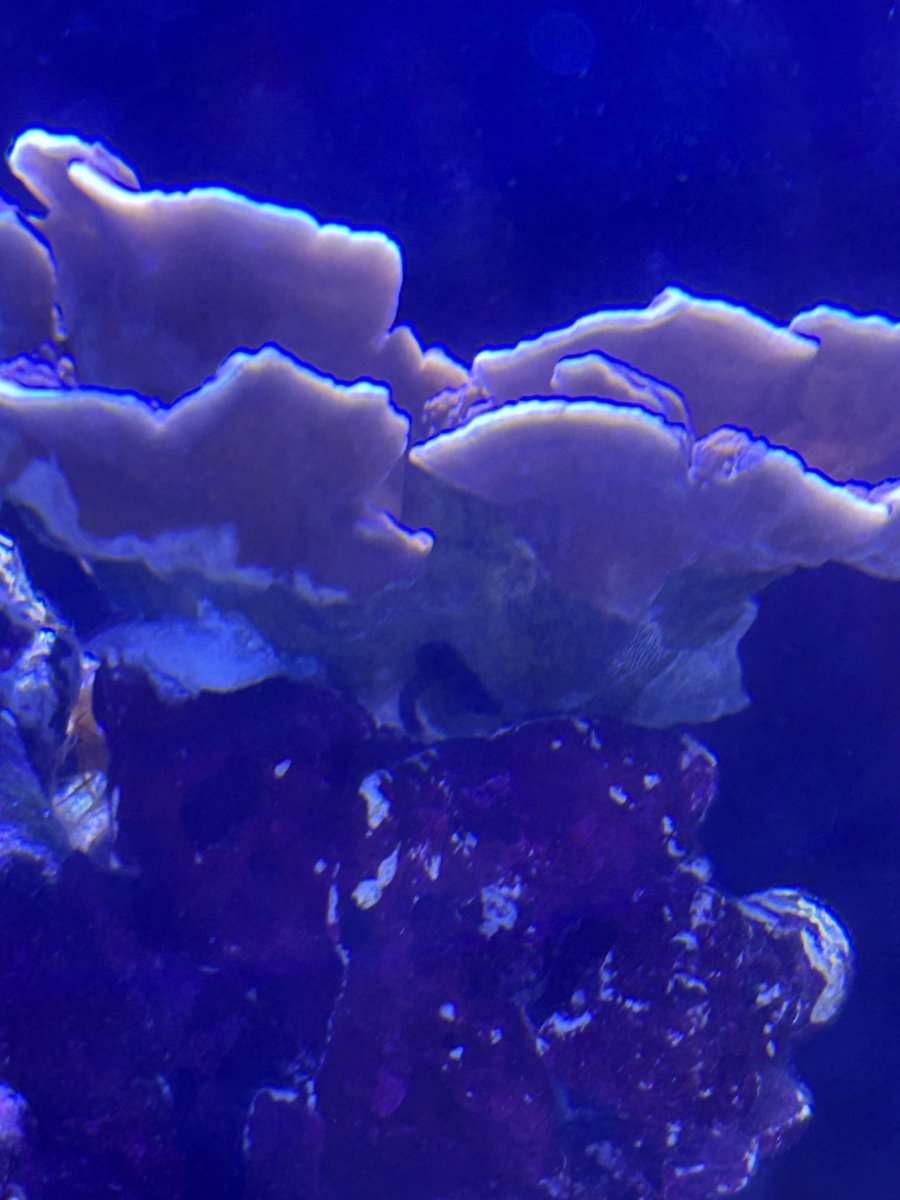 IMG_0339.jpeg