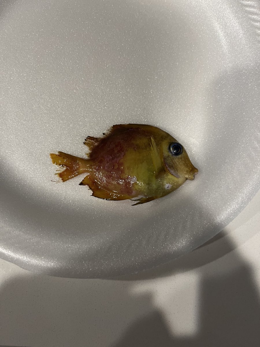 Illness/death diagnosis | Reef2Reef