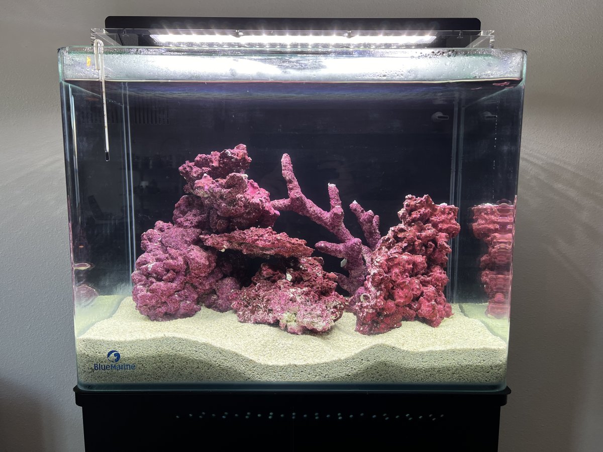 Is this too much sand? | Reef2Reef