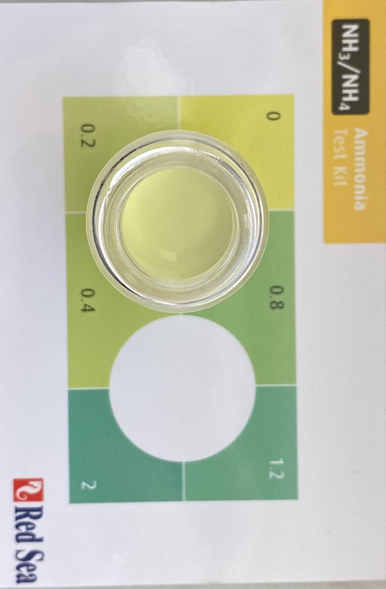 Ammonia level day 5 RedSea test kit REEF2REEF Saltwater and