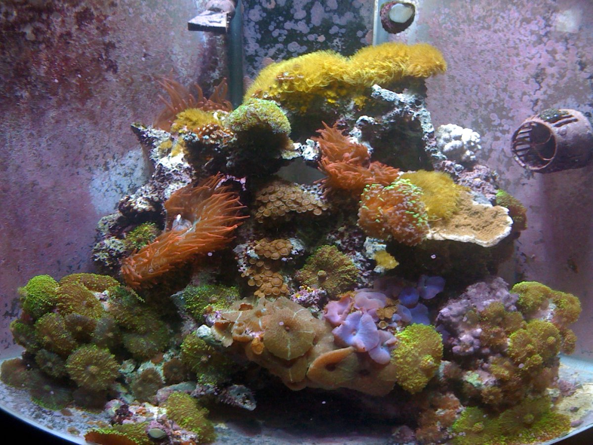 Is this rubbermaid trash can reef safe?  REEF2REEF Saltwater and Reef  Aquarium Forum