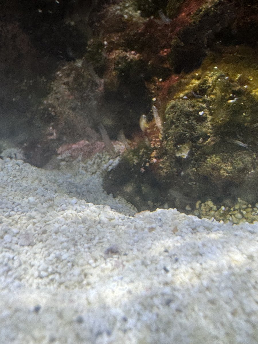 What are these transparent tentacles growing on my live rock ...
