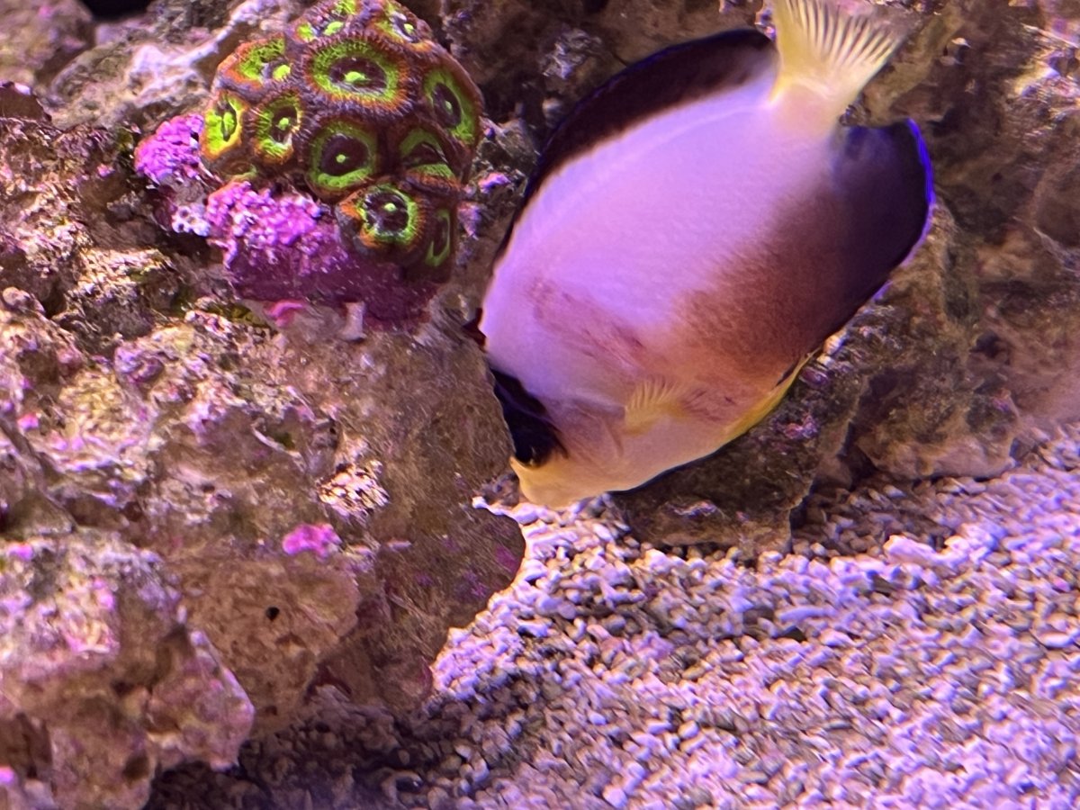 Is this an injury? | Reef2Reef