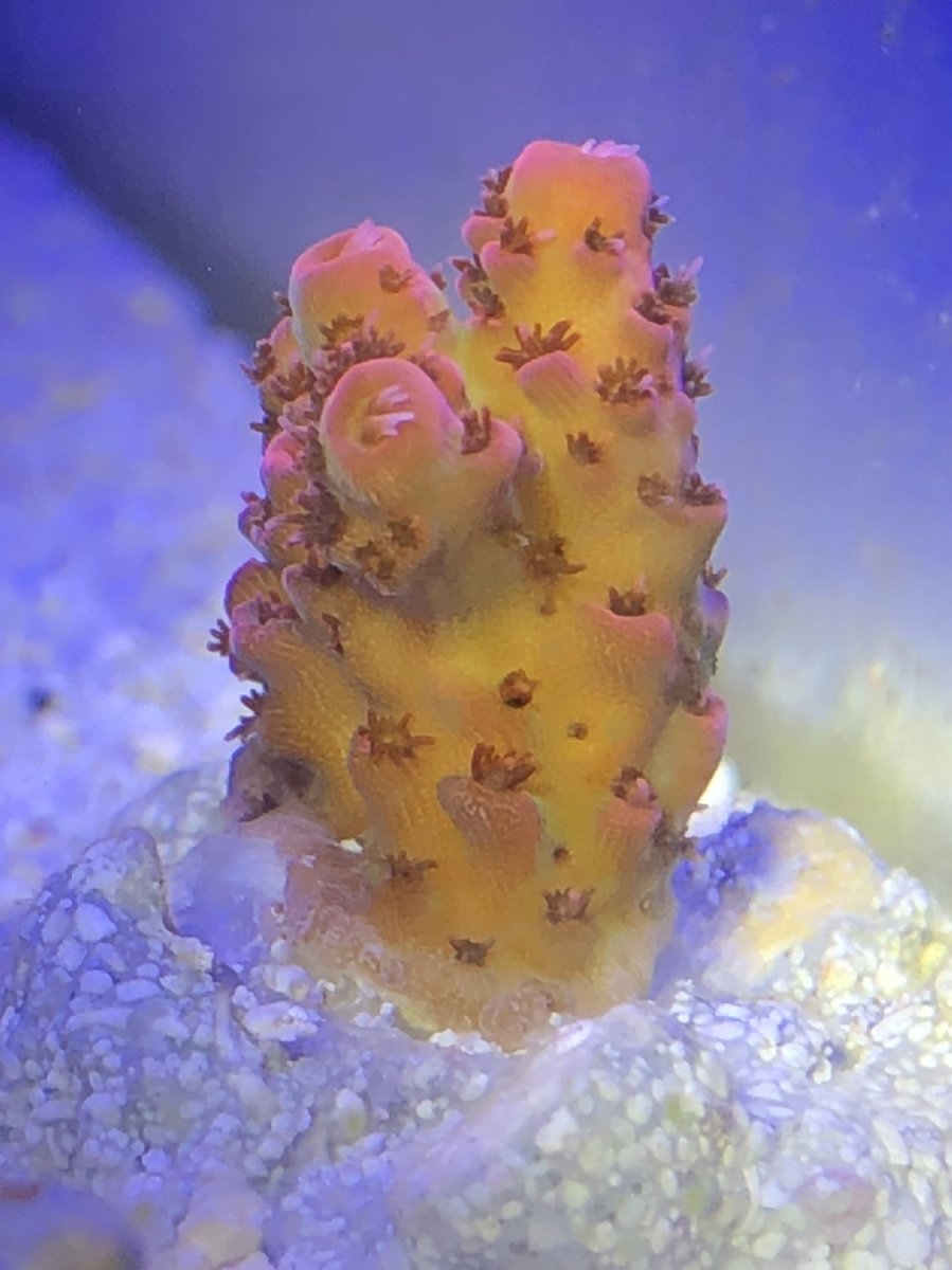 SPS Newbies and veterans, Lets see your 1st SPS frags | Reef2Reef