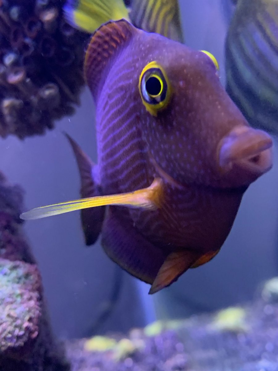 Not sure why anyone would want the ugliest fish REEF2REEF Saltwater