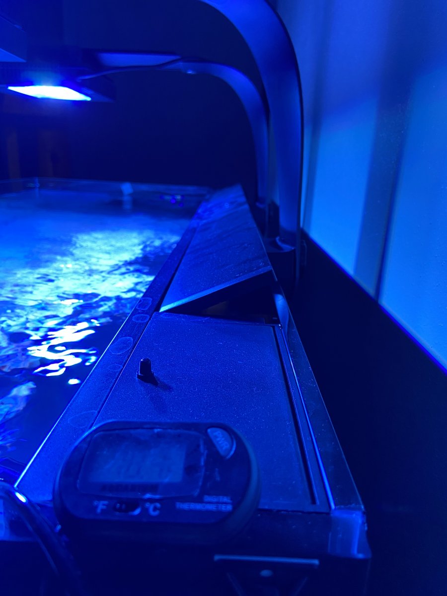 IMG_0429.jpeg