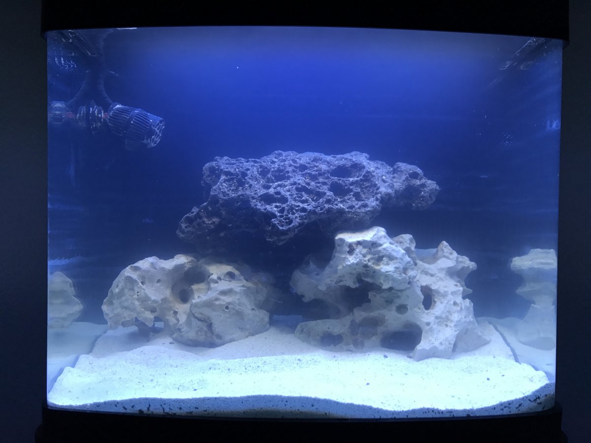 Build Thread - My First Saltwater Tank (29g Biocube) | Reef2Reef