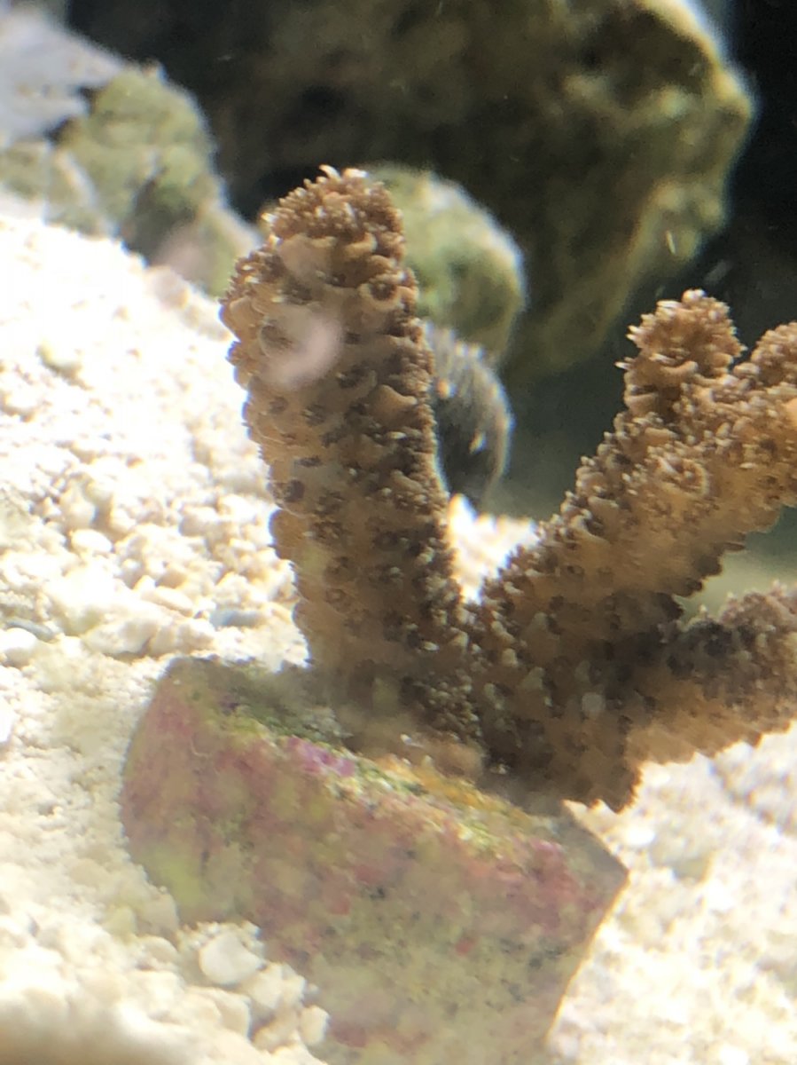 SPS Newbies and veterans, Lets see your 1st SPS frags | Reef2Reef