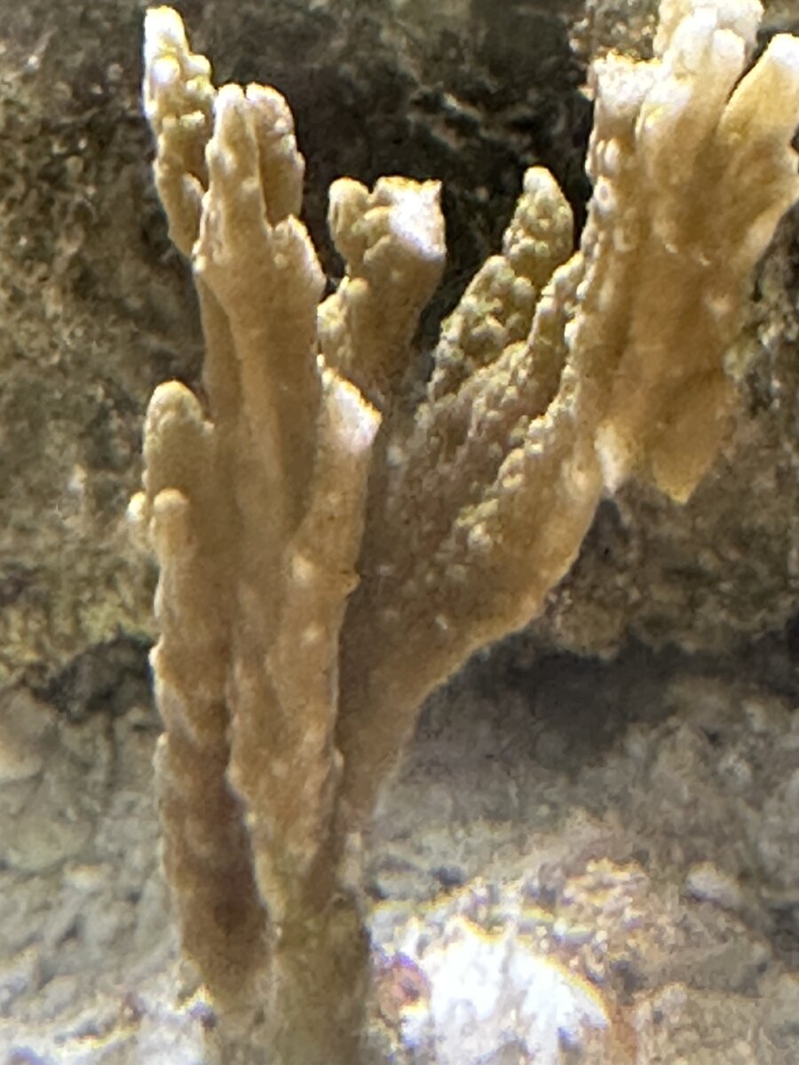 IMG_0461.jpeg