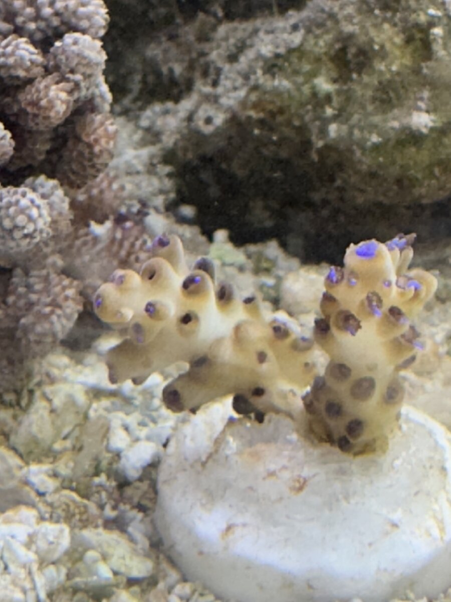 IMG_0466.jpeg