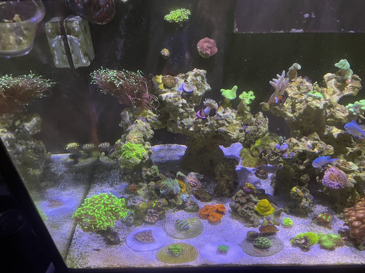Build Thread - Mateo’s Seapora 50 build | Page 6 | Reef2Reef