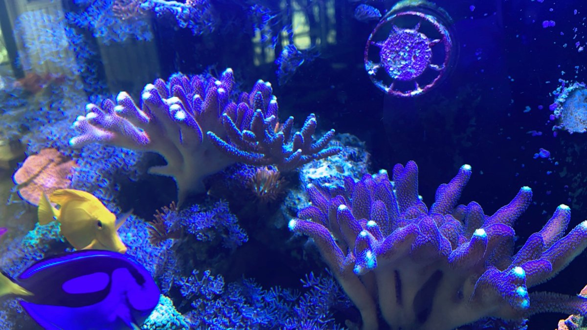 IMG_0474.jpeg