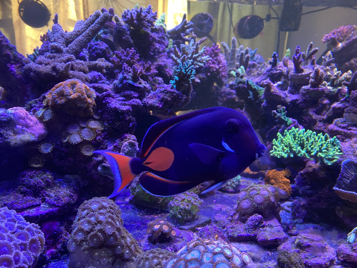 Illinois - Live Goods - Healthy Achilles tang FS | Reef2Reef