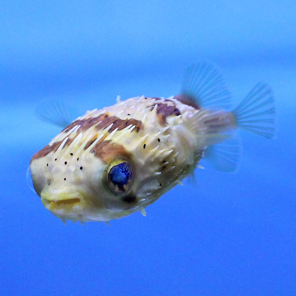 Any tips for Porcupine Puffer Diodon holocanthus Reef2Reef