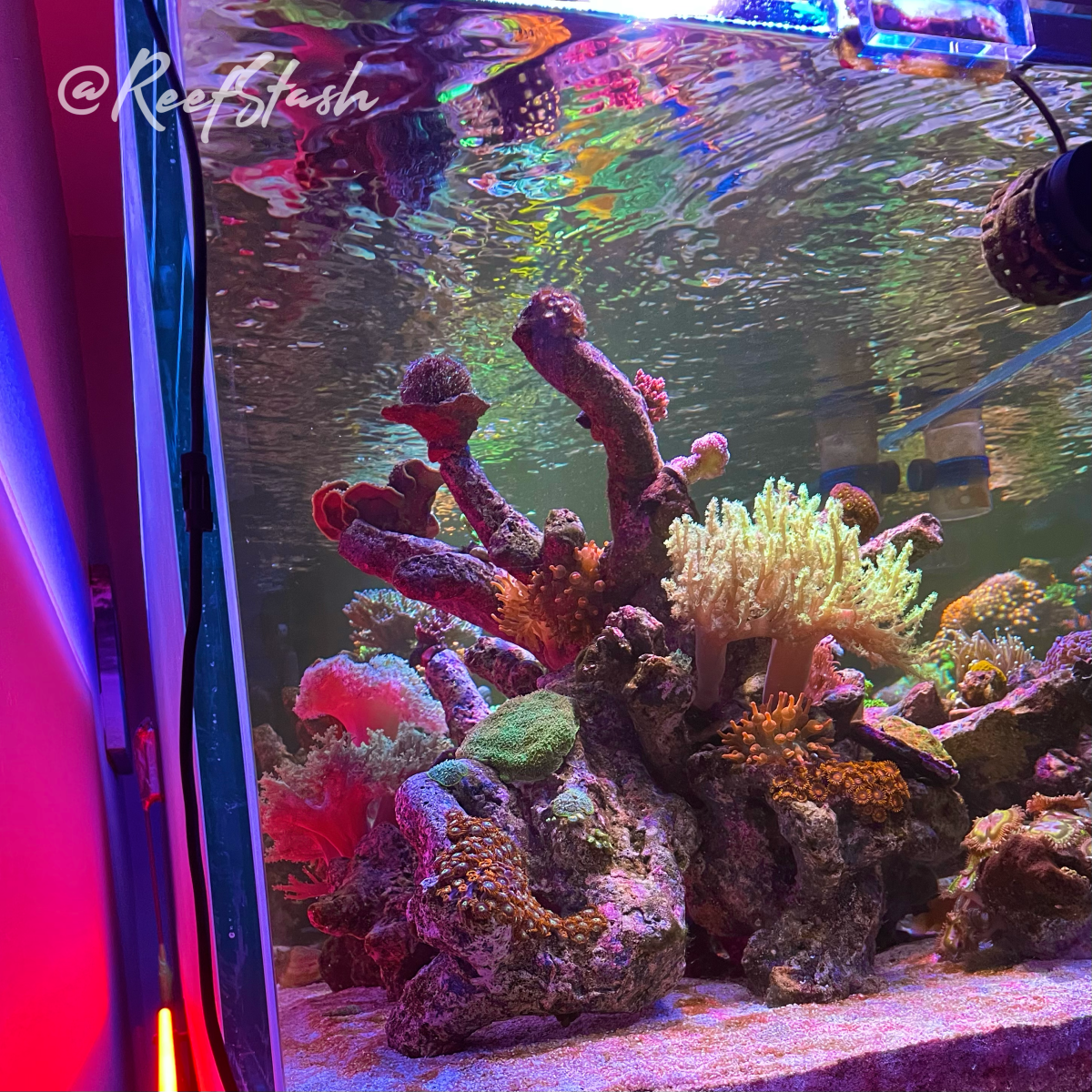 Large Build - @ReefStash CADE Reef S2/P Peninsula 228g mixed reef tank ...