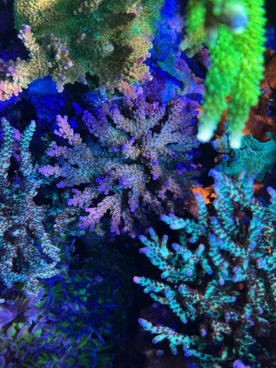 IMG_0507.jpeg