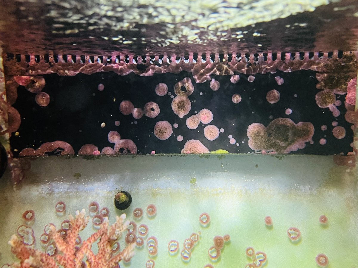 Best water height on 150 gallon rimless | Reef2Reef
