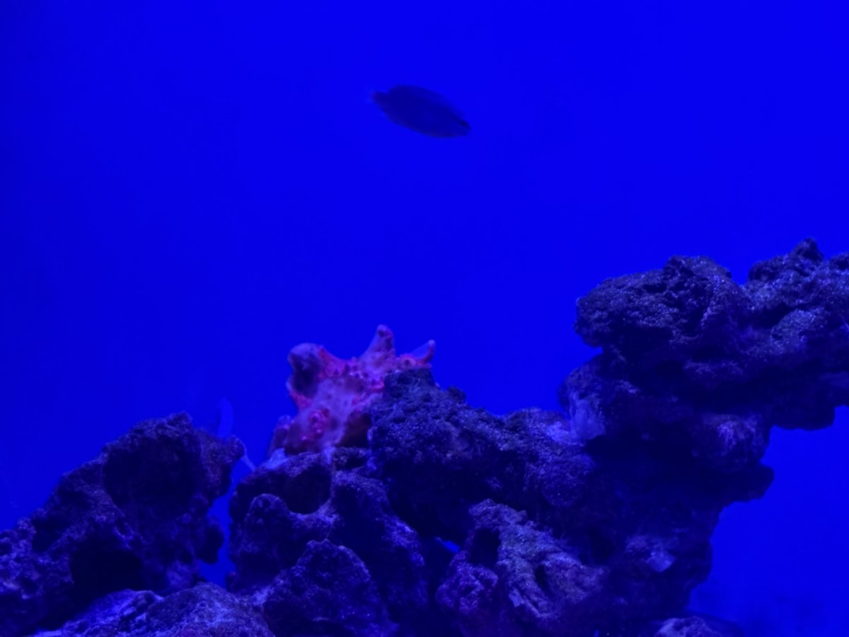 IMG_0527.jpeg