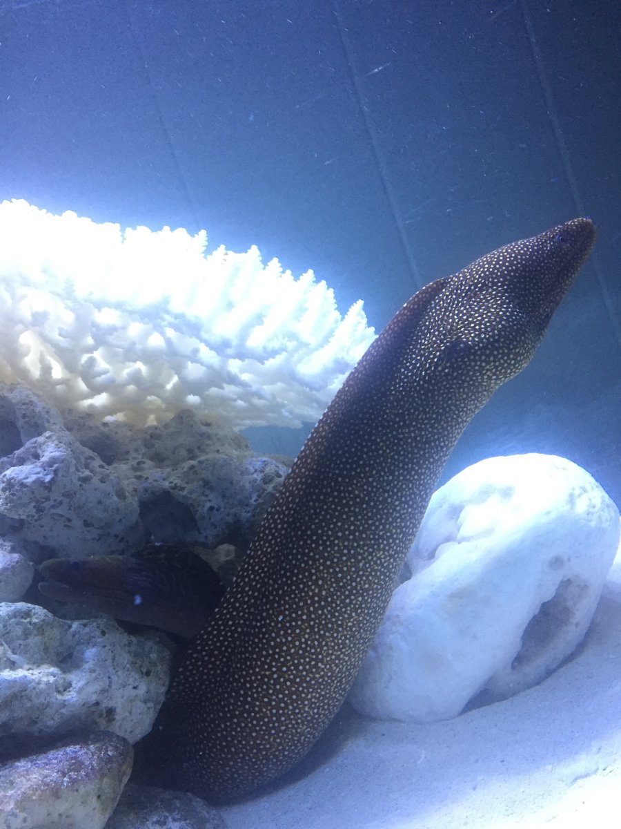 Tell me about your Morays… especially they’re aggression with tank ...