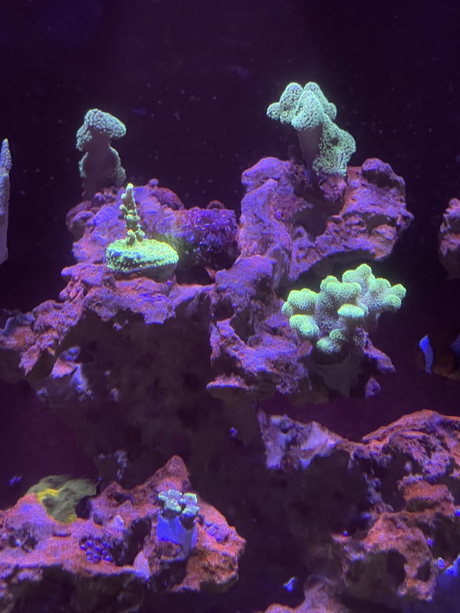 Build Thread - Mateo’s Seapora 50 build | Page 6 | Reef2Reef