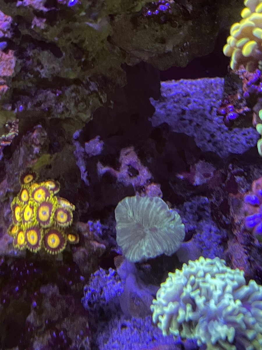 Build Thread - Mateo’s Seapora 50 build | Page 6 | Reef2Reef