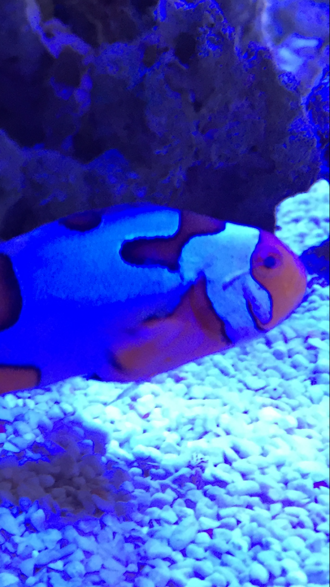 IMG_0575.PNG