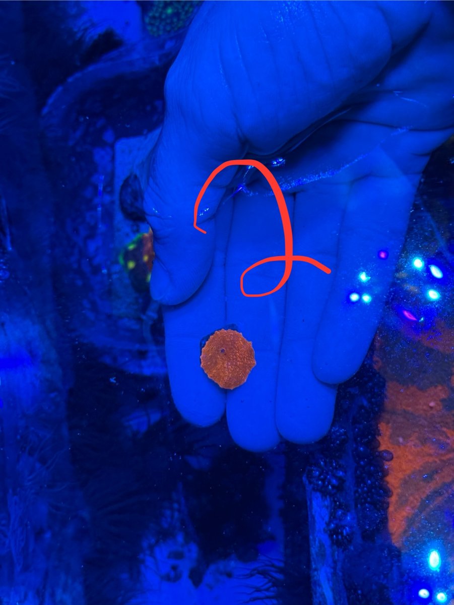 SOLD - Miscellaneous Corals (jawbreakers, Walt Disney, torches) Local ...
