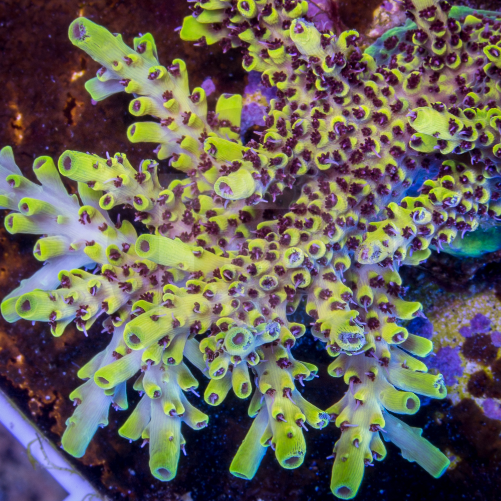 !!!THE MOST FEARED ACRO OF ALL TIME!!! | Reef2Reef