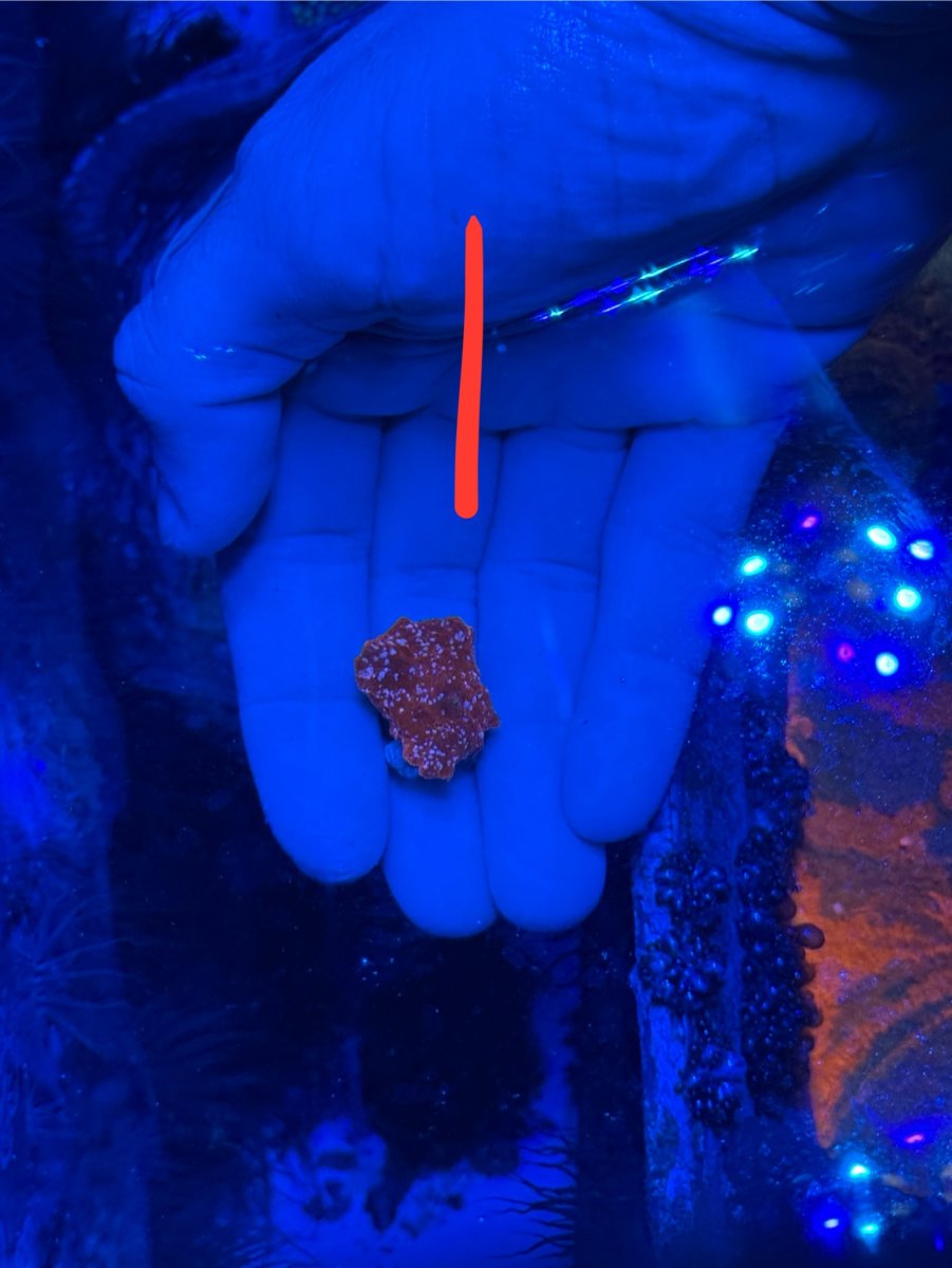 SOLD - Miscellaneous Corals (jawbreakers, Walt Disney, torches) Local ...