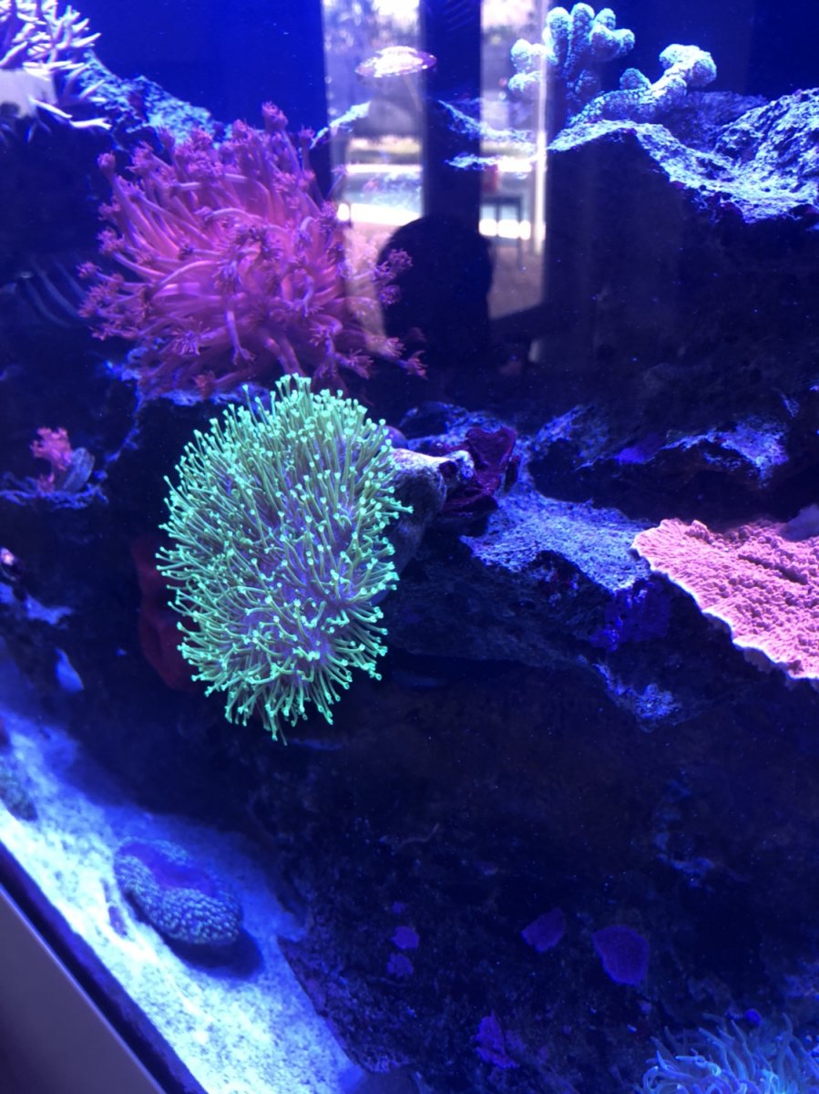Leather toadstool can’t support itself | REEF2REEF Saltwater and Reef ...